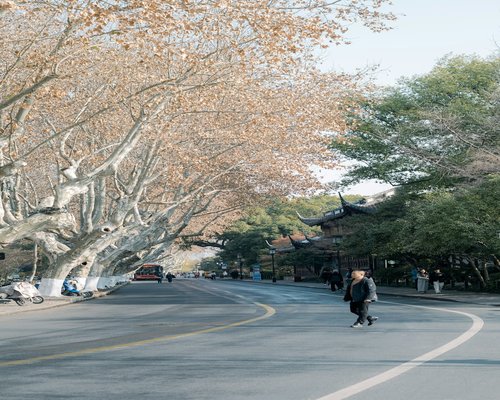 Person walking comfortably on a tree-lined street